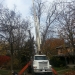 ash-tree-removal-oak-park-chicago-il