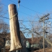 county-tree-service-chicago-illinois-tree-removal-12