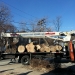 county-tree-service-chicago-illinois-tree-removal-14