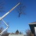 county-tree-service-chicago-illinois-tree-removal-2