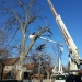 county-tree-service-chicago-illinois-tree-removal-3