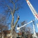 county-tree-service-chicago-illinois-tree-removal-5