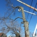 county-tree-service-chicago-illinois-tree-removal-6