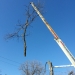 county-tree-service-chicago-illinois-tree-removal-7