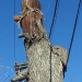 county-tree-service-chicago-illinois-tree-removal-9