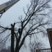 couny-tree-service-chicago-illinois