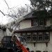 tree-removal-company-chicago-1