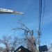 tree-service-chicago-il-3