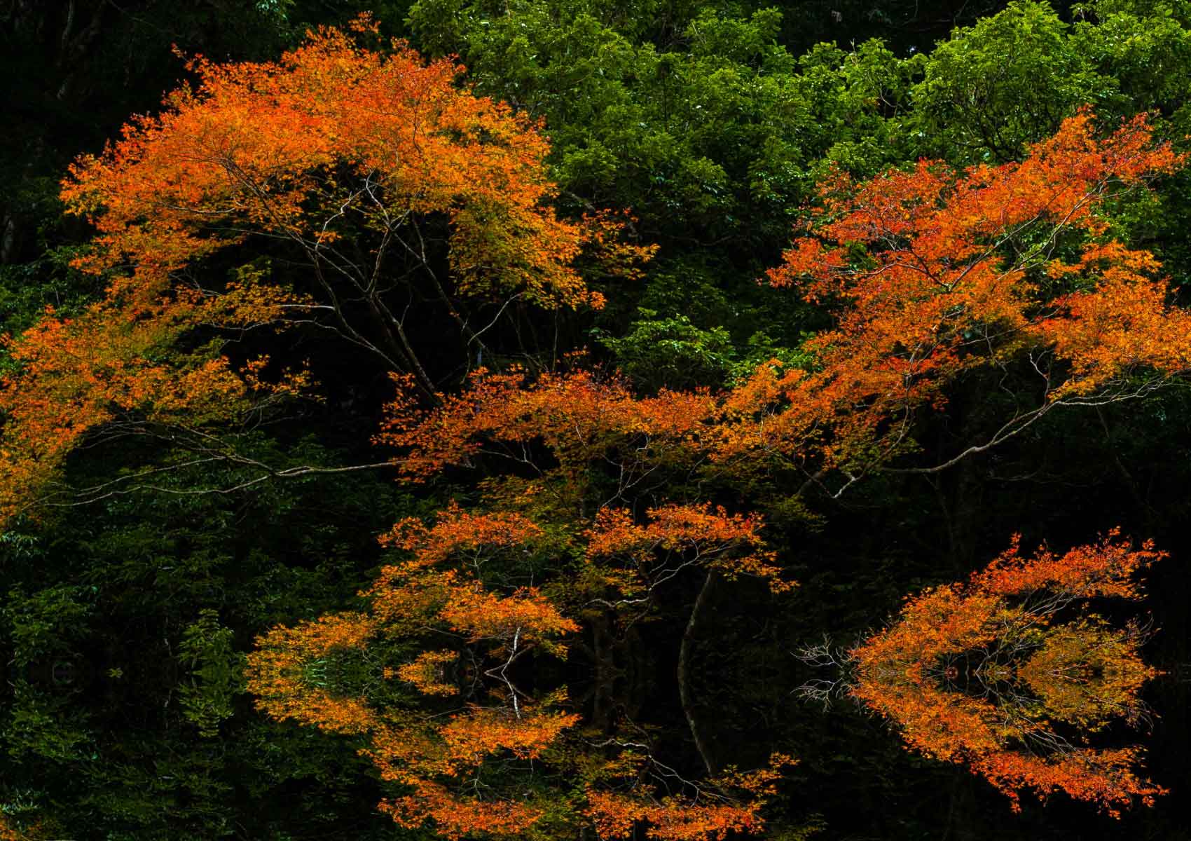 Chicago Tree Service: Tree Removal Services Chicago Tree Trimming Service Chicago Tree Cutting Chicago Stump Removal Chicago Tree Service Chicago